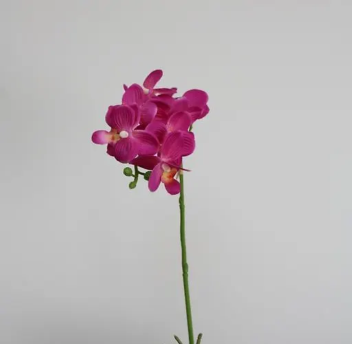 Mar E Serra شقة Ponta Delgada